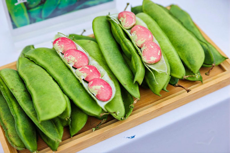 新鲜荷包豆。南华县委宣传部供图