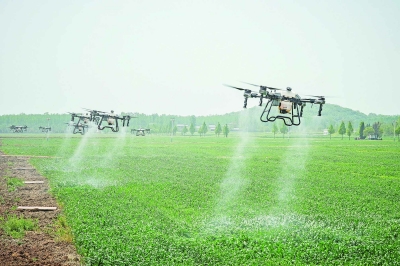 在六合区冶山街道石柱林社区的田间地头，多架农用无人机从麦田起飞，动作整齐，高效喷洒，为小麦增收增产提供保障。 南京日报/紫金山新闻记者 冯芃 董家训 孙中元 摄
