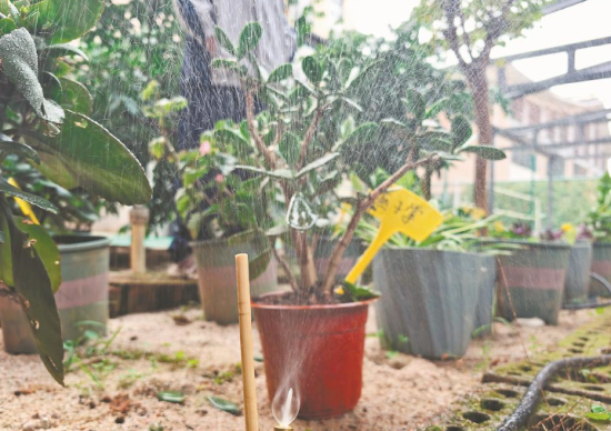 顺昌县实验小学“八戒”灌溉助手在作业。王琦 摄