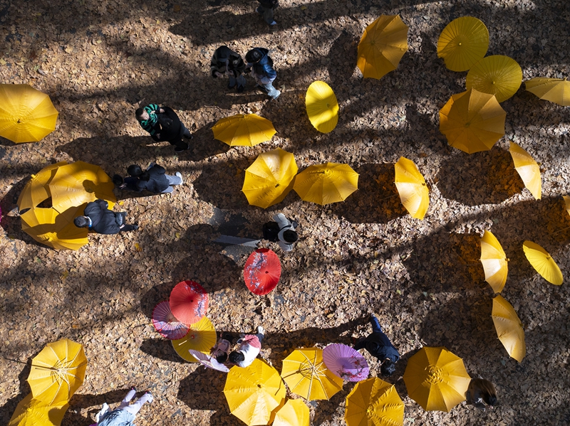东南大学举办“梧桐文化节”。杭添 摄